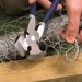 Silverline PL50 Fencing Multi Use Plier Staple Hammer Pliers