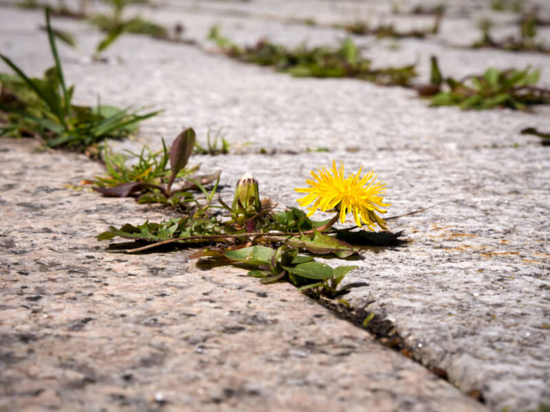 10 Ways to Get Rid of Weeds on Your Patio