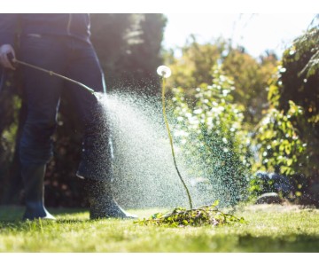 A Guide to Garden Weed and Moss Removal