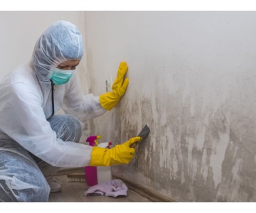 A Step-by-Step Guide to Removing Mould from Walls