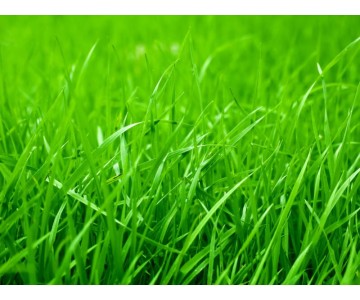 Want Rich, Healthy Grass? Here’s How To Do It