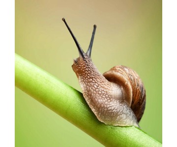 Doff Slug Snail and Garden Pest Control