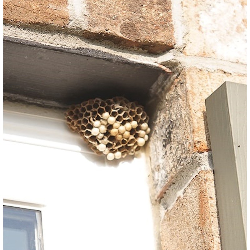 Doff Advanced Foaming Wasp Nest Killer Spray 300ml DP1074-01 | Sealants ...