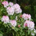 Doff Azalea Camellia Magnolia Rhododendron Ericaceous Plant Food 1kg FVIA00DOF