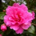 Doff Azalea Camellia &amp; Rhododendron Ericaceous Plant Liquid Feed 1L F-JZ-A00-DOF 