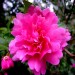 Doff Azalea Camellia Magnolia Rhododendron Ericaceous Plant Food 1kg FVIA00DOF