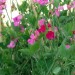 Doff Bonemeal Slow Release Garden Plant Fertiliser 2kg FMAB00DOF01