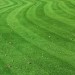 Doff Seaweed Advance Lawn Liquid Fertiliser 1 Litre F-GE-A00-DOF
