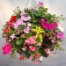 Doff Hanging Basket and Tub 150 day Drip Feeders 10pk DP1045