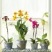 Doff Orchid Indoor Outdoor Liquid Plant Feed 180ml FYC180DOF