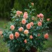 Doff Liquid Rose Plant and Shrub Feed Concentrate 1 Litre F-HR-A00-DOF