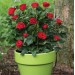Doff Controlled Release Fertiliser Rose & Shrub Plant Food Feed 1kg F-VH-A00-DOF-01