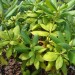 Doff Plant Nutrient Tonic Sequestered Iron 5 x 15g Sachets F-KA-005-DOF