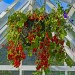 Doff Tomato Feed Liquid Concentrate Plant Food 500ml F-HG-500-DOF