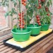 Doff Tomato Feed Liquid Concentrated Plant Food 1 Litre Makes 300 Litres