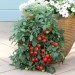 Doff Seaweed Advance Tomato Feed Liquid Plant Food 1 Litre F-HC-A00-DOF