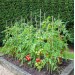 Doff Seaweed Advance Tomato Feed Liquid Plant Food 1 Litre F-HC-A00-DOF