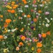 Doff Green Fingers Wild Flower Bee Butterfly Garden Seed Mix 1kg F-XJ A00 DGF