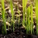 Doff Green Fingers Lawn Seed + Bio Coat Lawn Grass Seed 500g F-LC-500-DGF