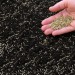 Doff Green Fingers Lawn Seed + Bio Coat Lawn Grass Seed 1kg F-LO-A00-DGF