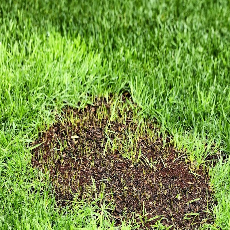 Doff Lawn Repair Super Patch Ultimate Grass Seed Top Dressing 2kg FLE