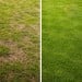 Doff Lawn Thickener Feed Dressing and Grass Seed 1.25kg F-GA-A25-DOF