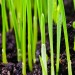 Doff Multi Purpose Lawn Grass Seed PROCOAT FLD500DOF 500g