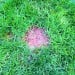 Doff Patch Repair Lawn Grass Seed inc Fertiliser Dressing 1kg F-GK-A00-DOF