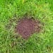 Doff Patch Repair Lawn Grass Seed inc Fertiliser Dressing 1kg F-GK-A00-DOF