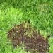 Doff Patch Repair Lawn Grass Seed inc Fertiliser Dressing 1kg F-GK-A00-DOF