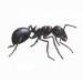 Doff Crack and Crevice Ant Crawling Insect Powder Killer 200g F-BP-200-DOF