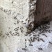 Doff 2 in 1 Ant and Nest Killer Bait Station 4 Pack DP1093
