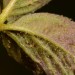 Doff 2 in 1 Rose Plant Shrub Shield Bug Fungus Control 1 Litre Spray SCBA00DPK