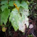 Doff 2 in 1 Rose Plant Shrub Shield Bug Fungus Control 1 Litre Spray SCBA00DPK