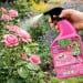 Doff 2 in 1 Rose Plant Shrub Shield Bug Fungus Control 1 Litre Spray SCBA00DPK