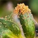 Doff Universal Plant Bug Killer Mildew Fungus Control 1 Litre SCAAOODPK