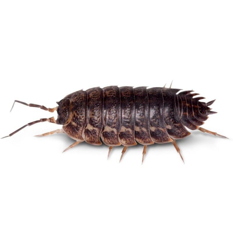 Doff Woodlice Carpet Moth Beetle Crawling Insect Killer Powder 300g