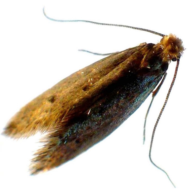 Doff Woodlice Carpet Moth Beetle Crawling Insect Killer Powder 300g