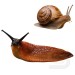 Doff Slugs Be Gone Slug Snail Defence Gel 1 Litre F-WV-A00-DOF