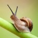 Doff Slugs Be Gone Barrier Slug Snail Protection Granules Grit 1.65kg DP1022