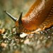 Doff Slugs Be Gone Copper Plant Pot Slug Snail Barrier Tape 4m DP1020