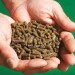 Doff Slugs Be Gone 3 in 1 Wool Pellets Pesticide Free Slug Deterrent 1 Litre DP1096