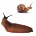Doff Slugs Be Gone 3 in 1 Wool Pellets Pesticide Free Slug Deterrent 1 Litre DP1096
