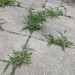Doff Advanced Weed Root Killer Weedkiller Lance Spray 3 Litre F-FO-C00-DOF-04