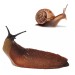 Fixman Slug and Snail Trap Pack of 2 545565