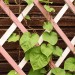 Green Blade Garden Plant Expanding Wooden Trellis Natural Red or Green 954004