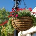 Kingfisher Flower Hanging Basket Coco Liner Round 16 inch HBLC16