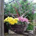 Kingfisher Dark Rattan Willow Wicker Round Hanging Flower Basket 12 inch HB12R