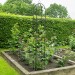 Kingfisher Garden Obelisk Rose or Climbing Plant Metal Support Frame 1.9m WGO