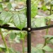 Kingfisher Garden Obelisk Rose or Climbing Plant Metal Support Frame 1.9m WGO